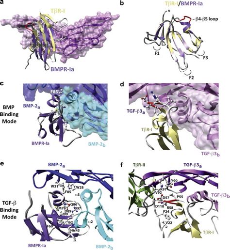 Structural studies of the TGF.